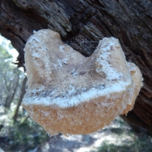 Laetiporus portentosus at Bawley Point, NSW - 23 Aug 2019