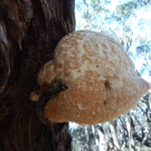 Laetiporus portentosus at Bawley Point, NSW - 23 Aug 2019