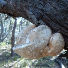 Laetiporus portentosus at Bawley Point, NSW - 23 Aug 2019 01:52 PM