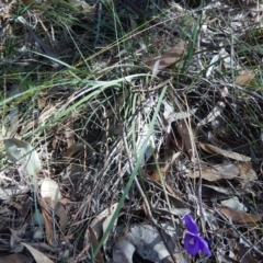 Patersonia sericea var. sericea (Silky Purple-flag) at Meroo National Park - 23 Aug 2019 by GLemann