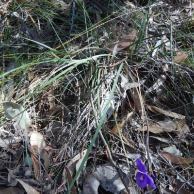 Patersonia sericea var. sericea (Silky Purple-flag) at Meroo National Park - 23 Aug 2019 by GLemann