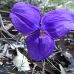 Patersonia sericea var. sericea at Bawley Point, NSW - 23 Aug 2019 01:49 PM