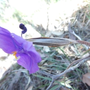 Patersonia sericea var. sericea at Bawley Point, NSW - 23 Aug 2019