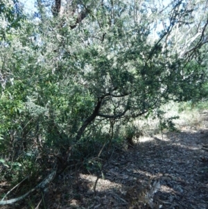 Monotoca elliptica at Bawley Point, NSW - 23 Aug 2019