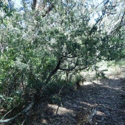 Monotoca elliptica (Tree Broom-heath) at Meroo National Park - 23 Aug 2019 by GLemann
