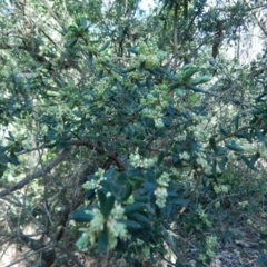 Monotoca elliptica at Bawley Point, NSW - 23 Aug 2019