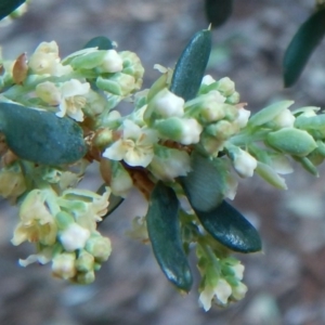 Monotoca elliptica at Bawley Point, NSW - 23 Aug 2019