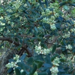 Monotoca elliptica at Bawley Point, NSW - 23 Aug 2019