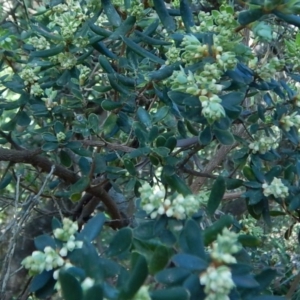 Monotoca elliptica at Bawley Point, NSW - 23 Aug 2019 01:59 PM