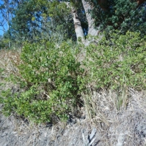 Myoporum boninense subsp. australe at Bawley Point, NSW - 23 Aug 2019 02:07 PM