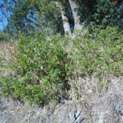 Myoporum boninense subsp. australe (Boobialla) at Meroo National Park - 23 Aug 2019 by GLemann