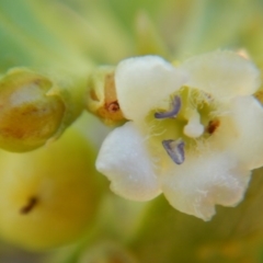 Myoporum boninense subsp. australe at Bawley Point, NSW - 23 Aug 2019