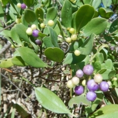 Myoporum boninense subsp. australe at Bawley Point, NSW - 23 Aug 2019