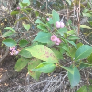 Syzygium smithii at Kinghorne, NSW - 23 Aug 2019 03:26 PM