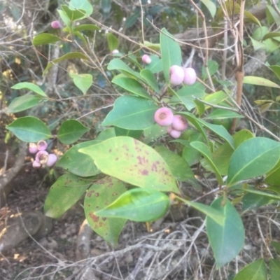 Syzygium smithii (Lilly Pilly) at Kinghorne, NSW - 23 Aug 2019 by Megan123