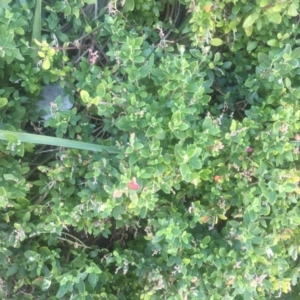 Rhagodia candolleana subsp. candolleana at Kinghorne, NSW - 23 Aug 2019