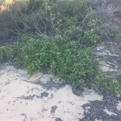 Hibbertia scandens at Kinghorne, NSW - 23 Aug 2019 by Megan123