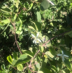 Clematis glycinoides at Kinghorne, NSW - 23 Aug 2019 03:20 PM