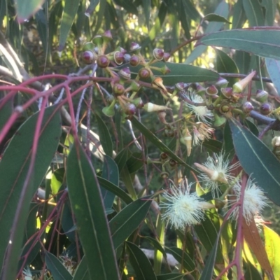 Eucalyptus sp. (A Gum Tree) at Kinghorne, NSW - 23 Aug 2019 by Megan123