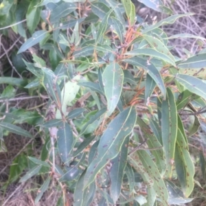 Eucalyptus sp. at Kinghorne, NSW - 23 Aug 2019