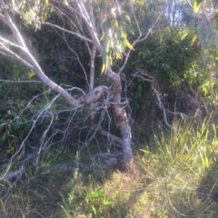 Eucalyptus sp. at Kinghorne, NSW - 23 Aug 2019
