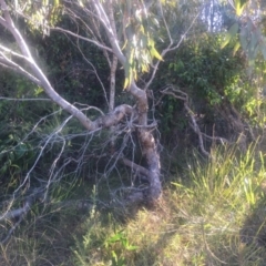 Eucalyptus sp. at Kinghorne, NSW - 23 Aug 2019 03:23 PM