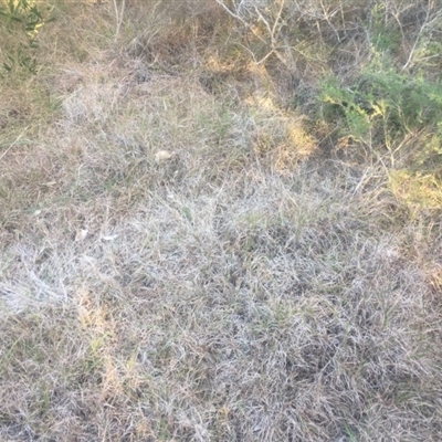 Themeda triandra at Kinghorne, NSW - 23 Aug 2019 by Megan123