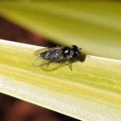 Melangyna sp. (genus) (Hover Fly) at National Zoo and Aquarium - 22 Aug 2019 by RodDeb