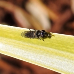 Melangyna sp. (genus) at Molonglo Valley, ACT - 22 Aug 2019 01:56 PM