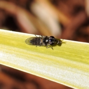 Melangyna sp. (genus) at Molonglo Valley, ACT - 22 Aug 2019 01:56 PM