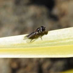 Melangyna sp. (genus) at Molonglo Valley, ACT - 22 Aug 2019 01:56 PM