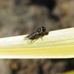 Melangyna sp. (genus) at Molonglo Valley, ACT - 22 Aug 2019