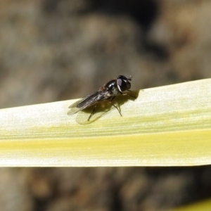 Melangyna sp. (genus) at Molonglo Valley, ACT - 22 Aug 2019 01:56 PM