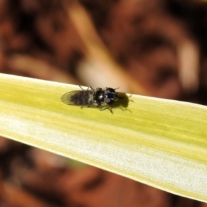 Melangyna sp. (genus) at Molonglo Valley, ACT - 22 Aug 2019 01:56 PM