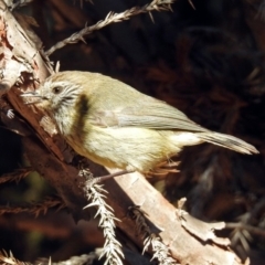 Acanthiza lineata (Striated Thornbill) at Macarthur, ACT - 23 Aug 2019 by RodDeb