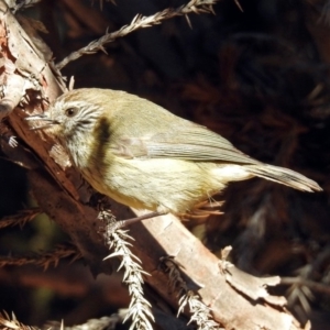 Acanthiza lineata at Macarthur, ACT - 23 Aug 2019