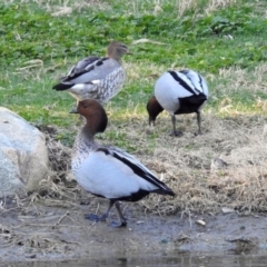 Chenonetta jubata (Australian Wood Duck) at Molonglo Valley, ACT - 22 Aug 2019 by RodDeb