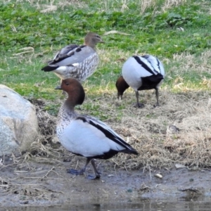 Chenonetta jubata at Molonglo Valley, ACT - 22 Aug 2019