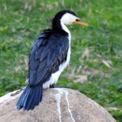 Microcarbo melanoleucos (Little Pied Cormorant) at National Zoo and Aquarium - 22 Aug 2019 by RodDeb