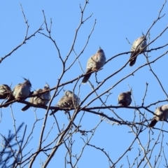 Ocyphaps lophotes (Crested Pigeon) at Molonglo Valley, ACT - 22 Aug 2019 by RodDeb