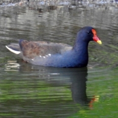 Gallinula tenebrosa (Dusky Moorhen) at Molonglo Valley, ACT - 22 Aug 2019 by RodDeb