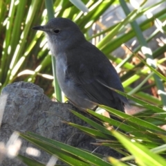 Colluricincla harmonica (Grey Shrikethrush) at National Zoo and Aquarium - 22 Aug 2019 by RodDeb