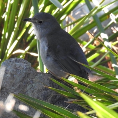 Colluricincla harmonica (Grey Shrikethrush) at National Zoo and Aquarium - 22 Aug 2019 by RodDeb