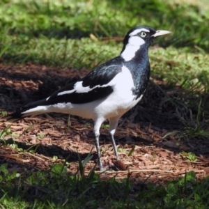 Grallina cyanoleuca at Molonglo Valley, ACT - 22 Aug 2019