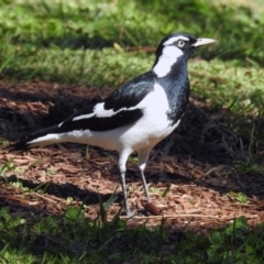 Grallina cyanoleuca (Magpie-lark) at Molonglo Valley, ACT - 22 Aug 2019 by RodDeb