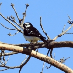 Grallina cyanoleuca at Molonglo Valley, ACT - 22 Aug 2019 01:31 PM