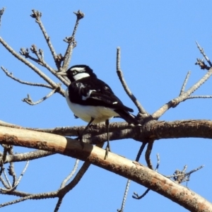 Grallina cyanoleuca at Molonglo Valley, ACT - 22 Aug 2019