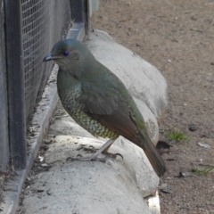 Ptilonorhynchus violaceus (Satin Bowerbird) at Molonglo Valley, ACT - 22 Aug 2019 by RodDeb