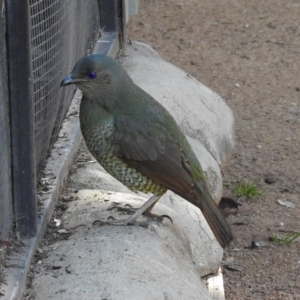 Ptilonorhynchus violaceus at Molonglo Valley, ACT - 22 Aug 2019 01:16 PM