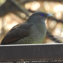 Ptilonorhynchus violaceus at Molonglo Valley, ACT - 22 Aug 2019 01:16 PM